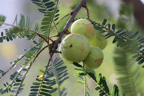 what is amla in the philippines
